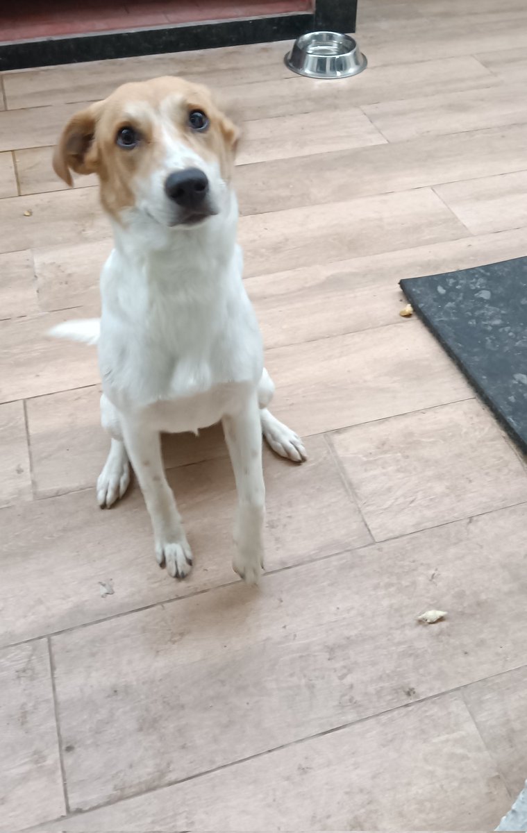 karoxD__'s tweet photo. Hoy en casa todos han quedado protegidos contra las pulgas y garrapatas gracias a los productos para el cuidado de mascotas que tiene @pikcenterCOM 💖 https://t.co/nXNM1twt4r