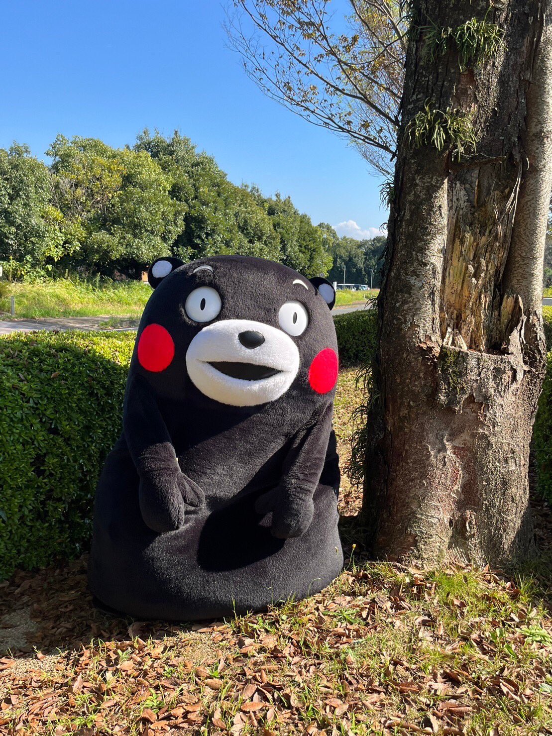 くまモン 公式 おはくま 今日もぼちぼちがんばるモン T Co Qipzhjobfn Twitter