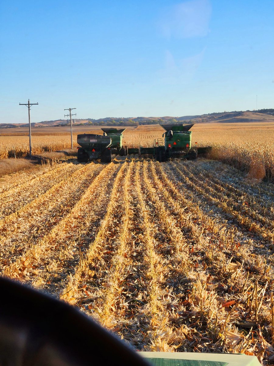 btbartak's tweet image. Corn 🌽 🍿 harvest until further notice!! #harvest22 🚜 🌽