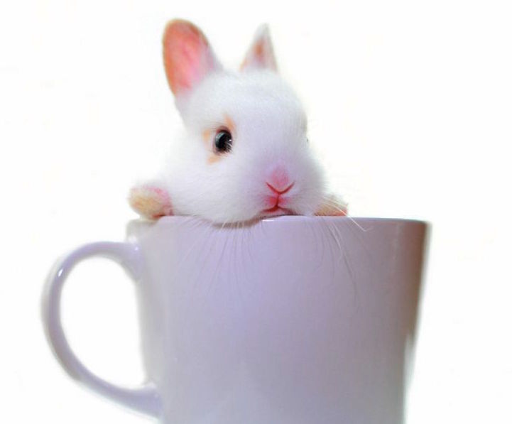 RabbitEveryHour tweet picture