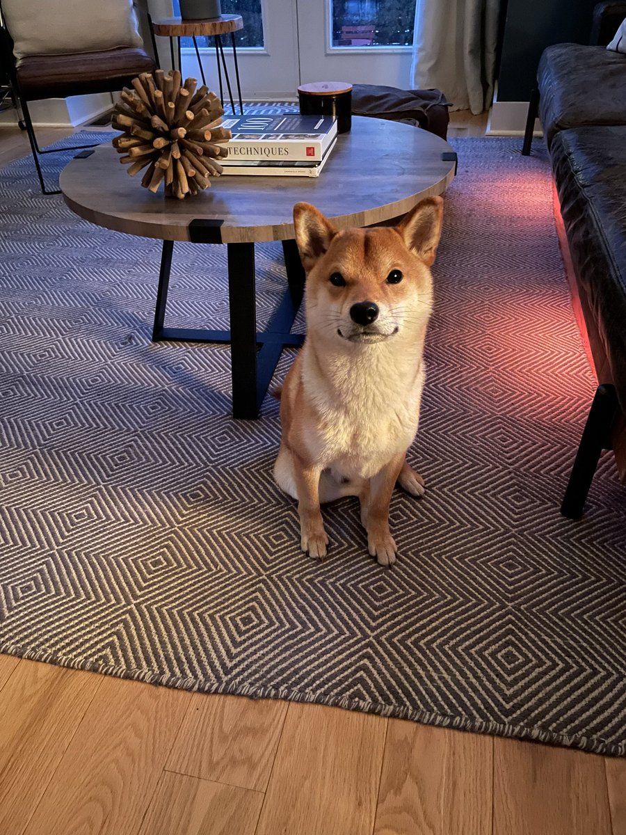 Billicillin's tweet photo. The hardest part about going out of town for work is leaving the bud at home 🥺 #lookatthatface @IDWeek2022 #PetsofSIDP https://t.co/VQAoYyvY8w
