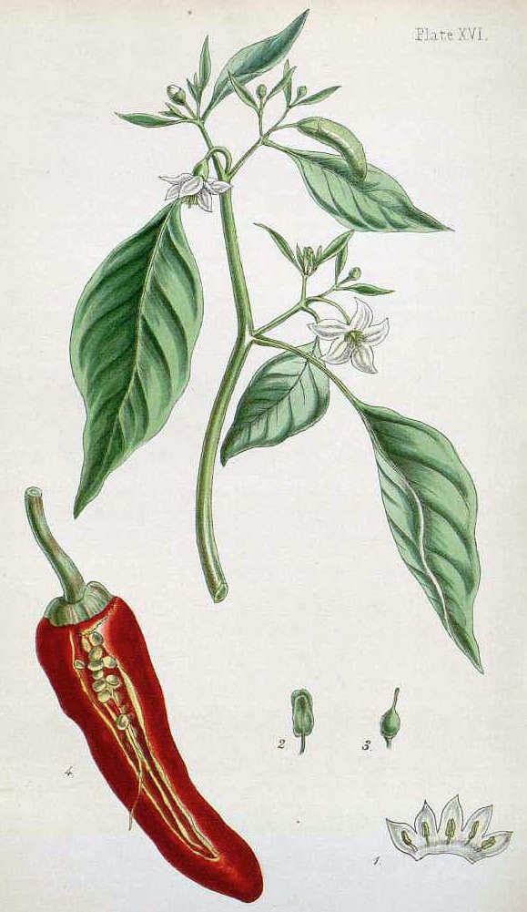 Today is septidi 27 Vendémiaire in the year of the Republic CCXXXI, celebrating the chilli pepper.