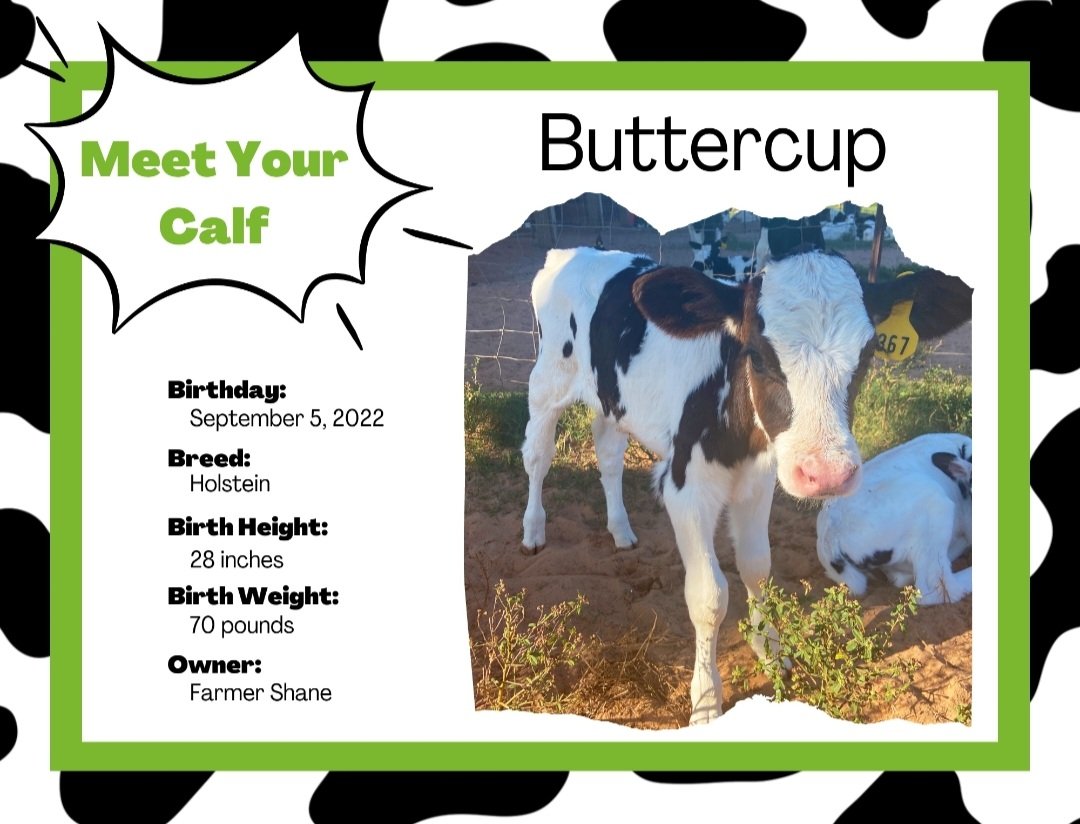 msrogers1st's tweet photo. My adopt a cow calf is.....Buttercup!! 😍😍#cowmom #adoptacow #myfirsties https://t.co/F2vNKR0tSl