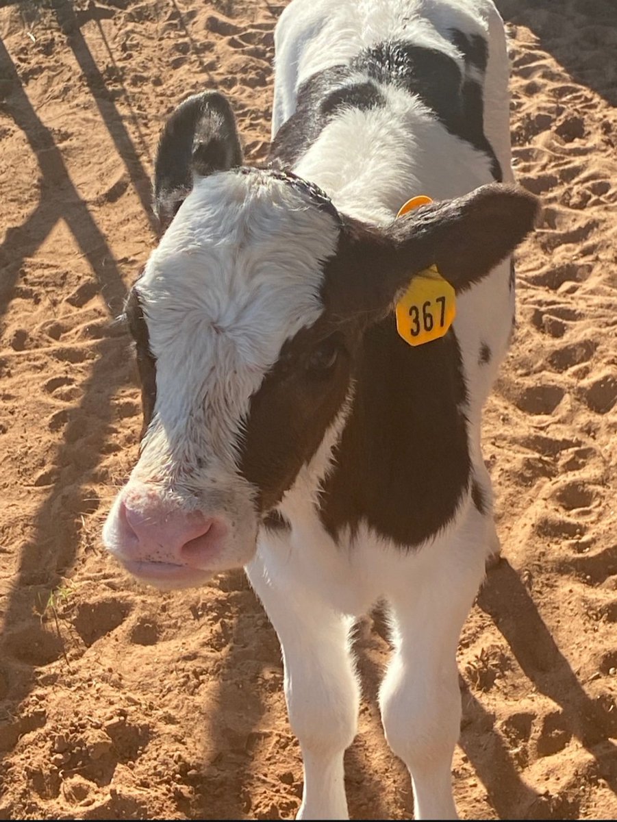 msrogers1st's tweet photo. My adopt a cow calf is.....Buttercup!! 😍😍#cowmom #adoptacow #myfirsties https://t.co/F2vNKR0tSl