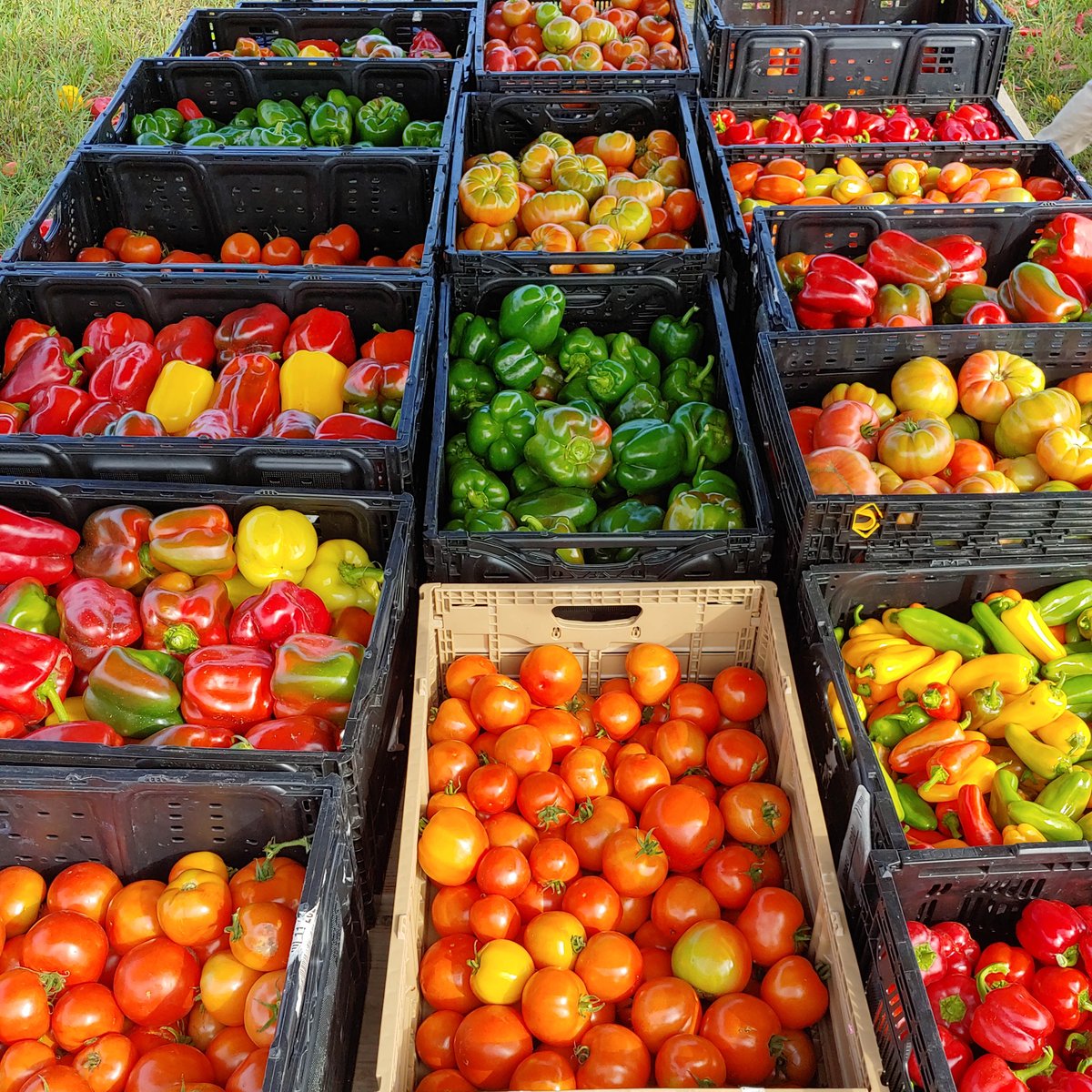Northern IL Food Bank tweet media