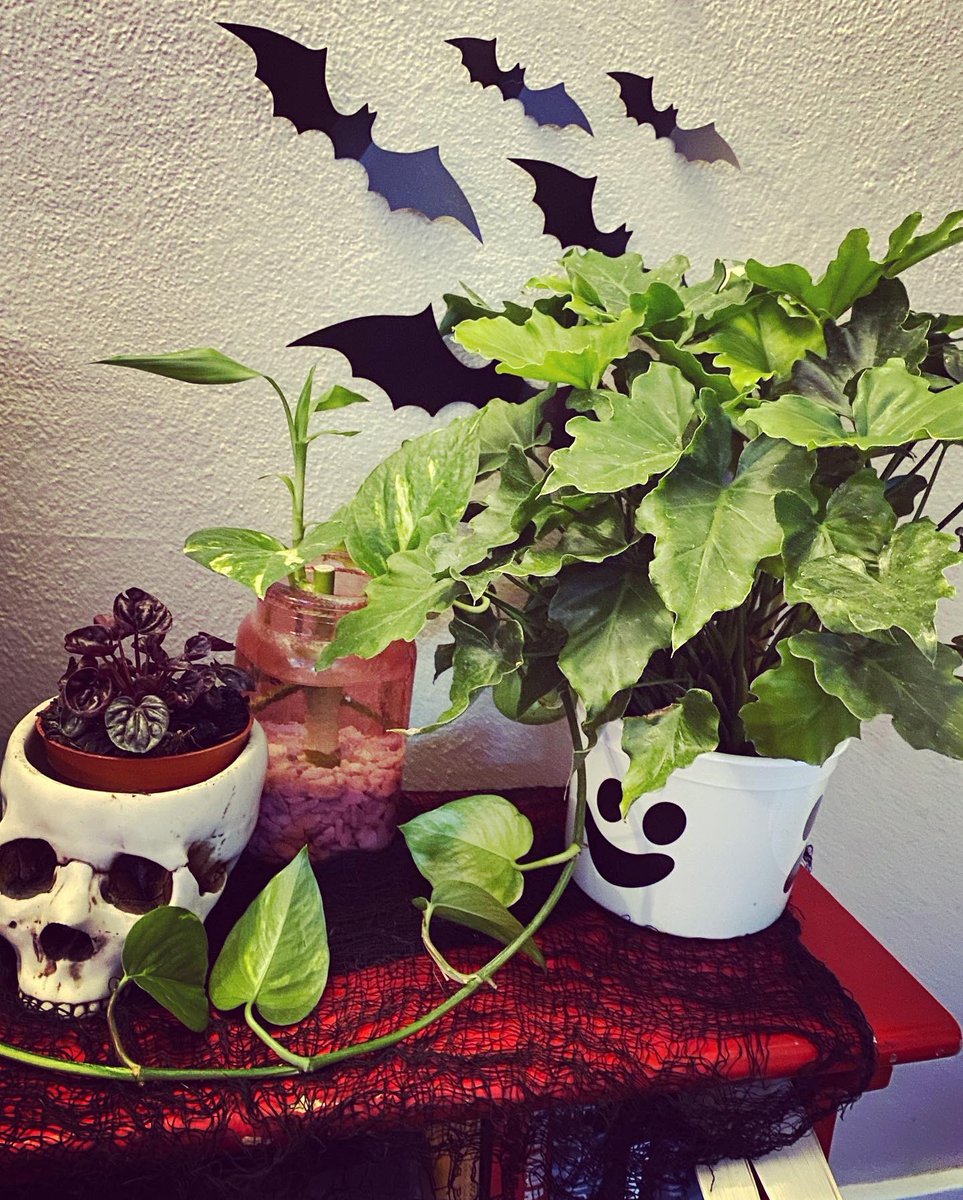KungFuManda's tweet image. Not me using a @mcdonalds #happymeal bucket as a planter. #plants #philodendron #planthoarder