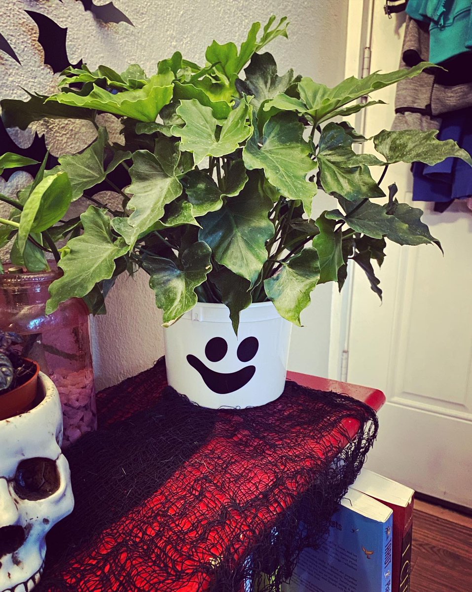 KungFuManda's tweet image. Not me using a @mcdonalds #happymeal bucket as a planter. #plants #philodendron #planthoarder