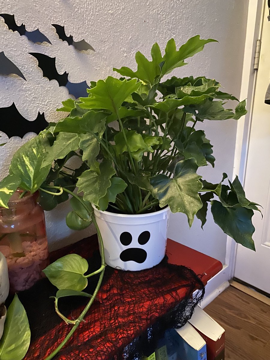 KungFuManda's tweet image. Not me using a @mcdonalds #happymeal bucket as a planter. #plants #philodendron #planthoarder