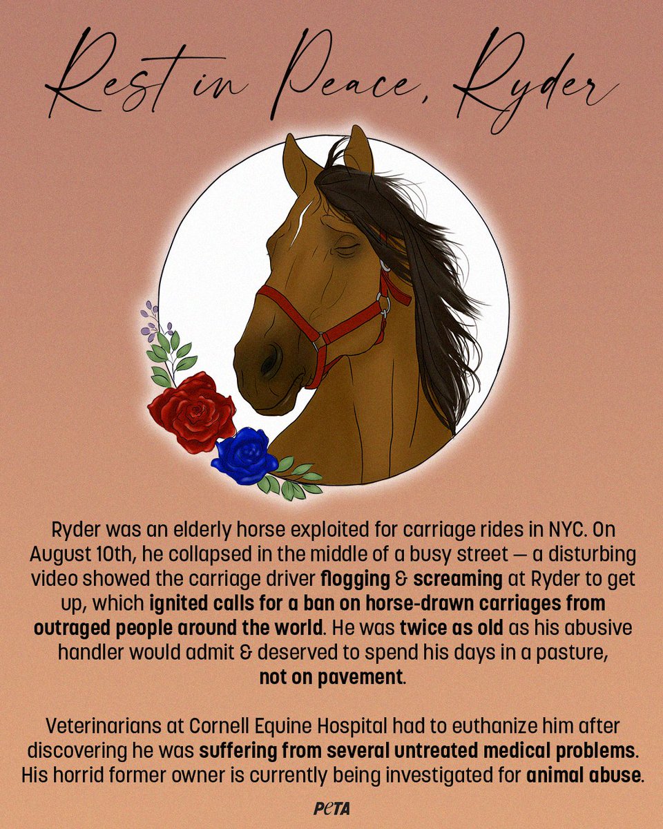 PETA on Twitter "Don’t let his death be in vain 💔 Help horses like