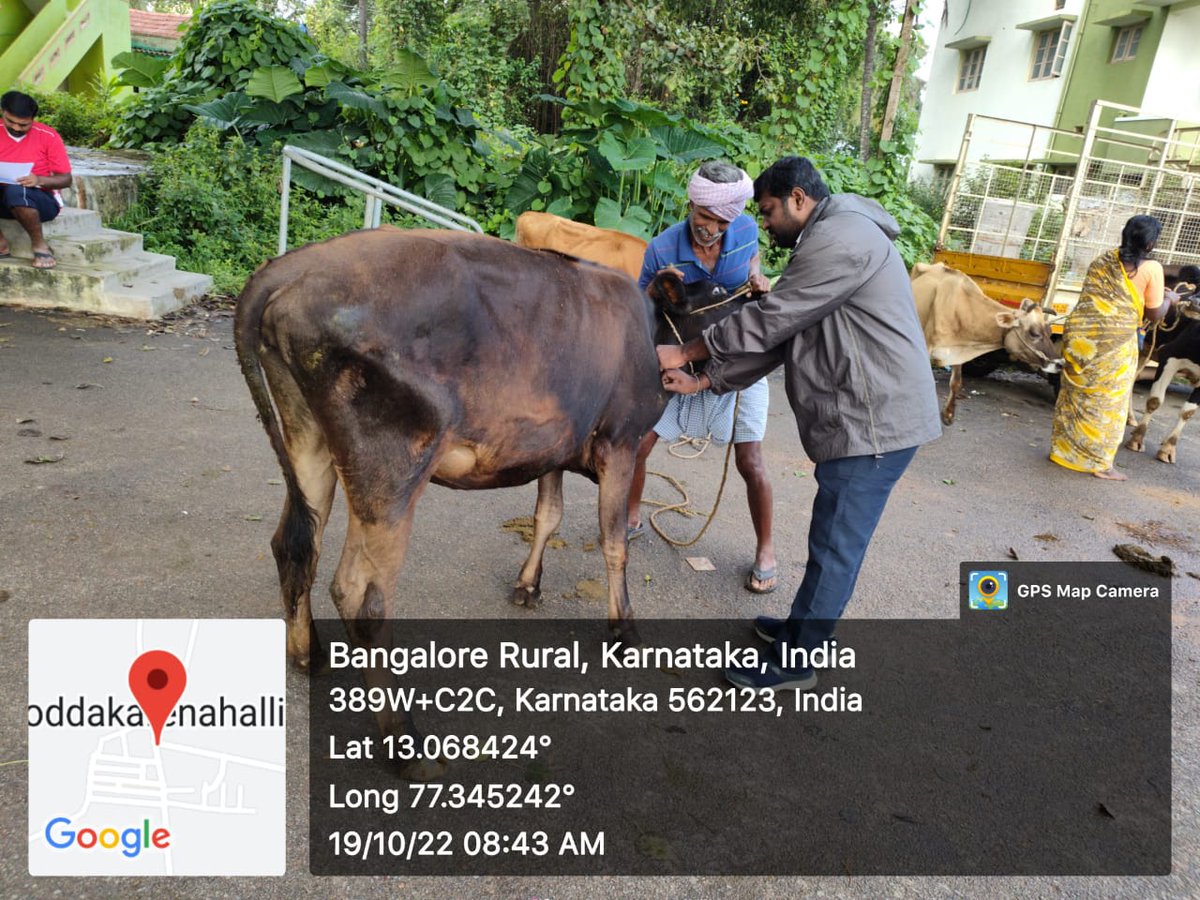 AHVS_Karnataka's tweet photo. ದಿನಾಂಕ : 19/10/2022 ರಂದು, ಬೆಂಗಳೂರು ಗ್ರಾಮಾಂತರ ಜಿಲ್ಲೆಯಲ್ಲಿ, ಜಾನುವಾರುಗಳಿಗೆ ಚರ್ಮ ಗಂಟು ರೋಗದ ಲಸಿಕೆ ಕಾರ್ಯಕ್ರಮವನ್ನು, ಡಾ. ನಾಗರಾಜು, ಉಪನಿರ್ದೇಶಕರು ರವರ ನೇತೃತ್ವದಲ್ಲಿ ಹಮ್ಮಿಕೊಳ್ಳಲಾಯಿತು.
#Banglorerural #LSDVaccination https://t.co/vqbQiM3IXh