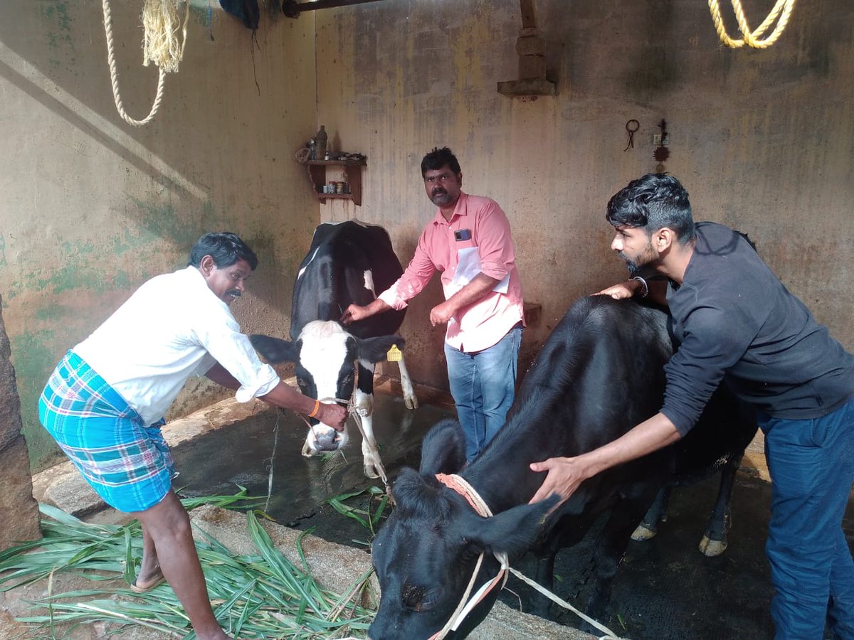 AHVS_Karnataka's tweet photo. ದಿನಾಂಕ : 19/10/2022 ರಂದು, ಬೆಂಗಳೂರು ಗ್ರಾಮಾಂತರ ಜಿಲ್ಲೆಯಲ್ಲಿ, ಜಾನುವಾರುಗಳಿಗೆ ಚರ್ಮ ಗಂಟು ರೋಗದ ಲಸಿಕೆ ಕಾರ್ಯಕ್ರಮವನ್ನು, ಡಾ. ನಾಗರಾಜು, ಉಪನಿರ್ದೇಶಕರು ರವರ ನೇತೃತ್ವದಲ್ಲಿ ಹಮ್ಮಿಕೊಳ್ಳಲಾಯಿತು.
#Banglorerural #LSDVaccination https://t.co/vqbQiM3IXh