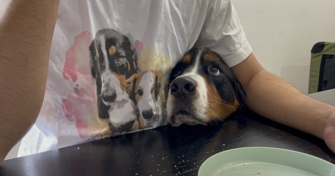 バーニーズマウンテンドッグのtwitterイラスト検索結果