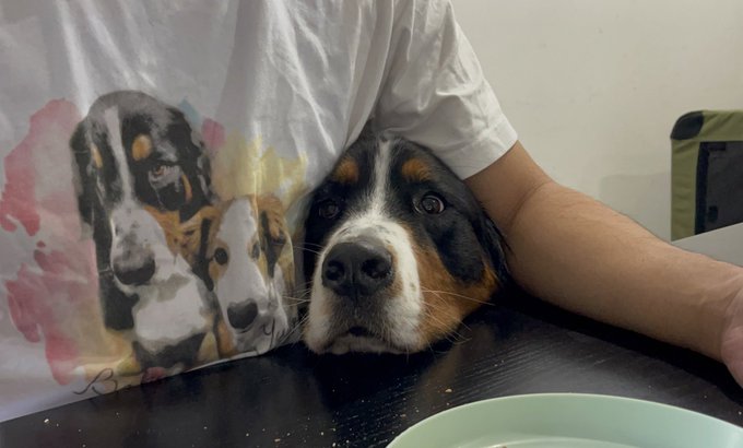 バーニーズマウンテンドッグのtwitterイラスト検索結果