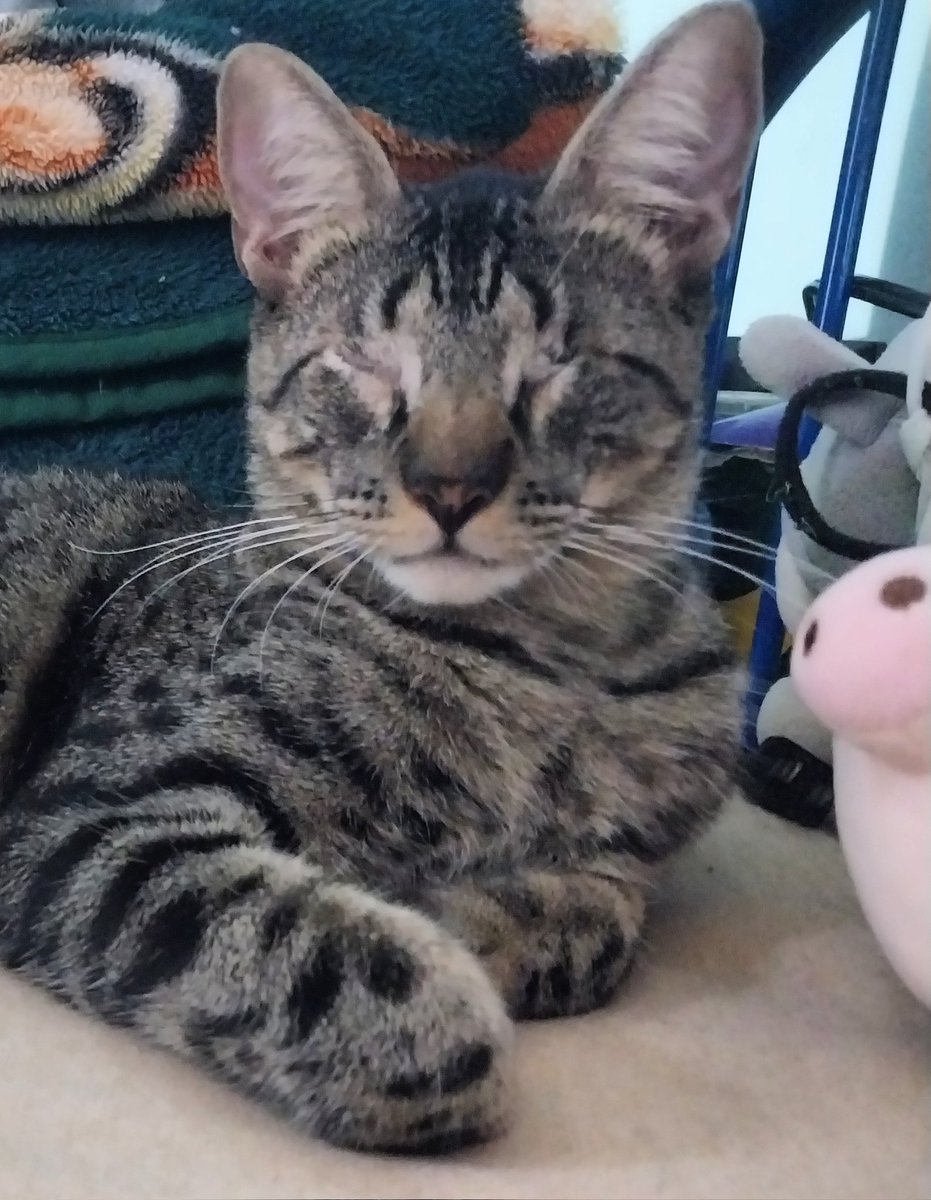 yuegatito0921's tweet photo. Mi nombre es Yue, un gatito ciego y hoy estoy cumpliendo un año con mi mami, esta es mi historia ❤️ https://t.co/GPFNw15Rqv