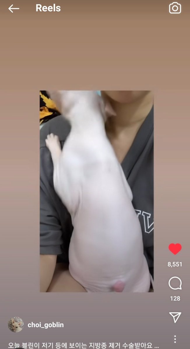 loves_sulli's tweet photo. Today we were made aware through Goblin's IG (@/choi_goblin) that she underwent surgery on her back due to a large red ball that had come out https://t.co/iUchwJAYz8