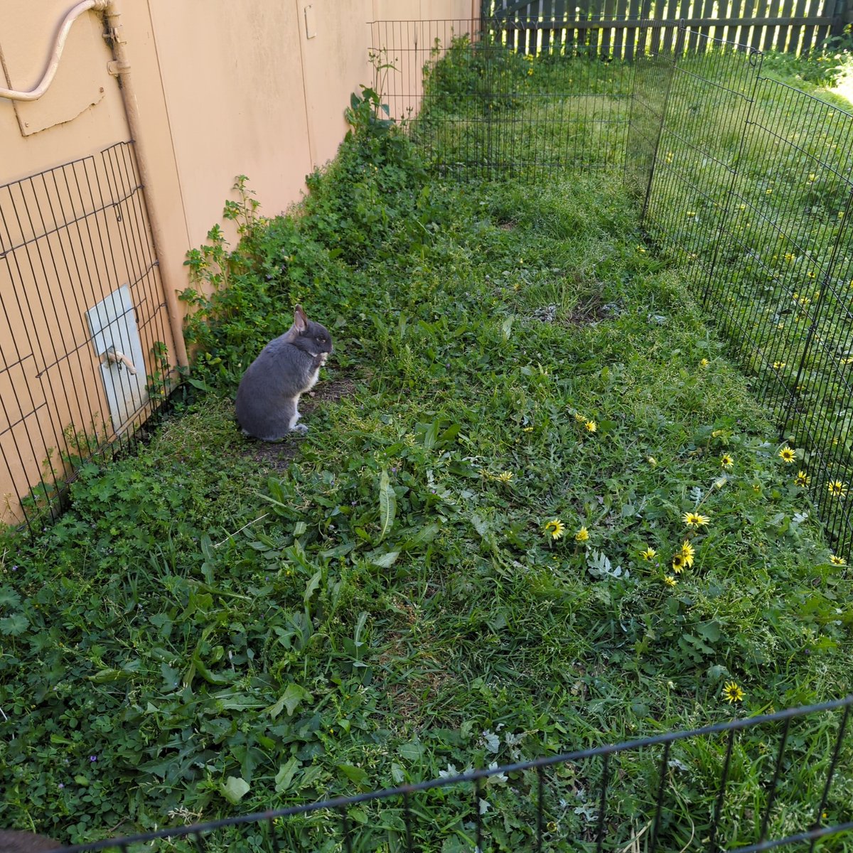 BolchJack's tweet photo. Saramona enjoying the Spring time.

#rabbit #netherlanddwarf https://t.co/z3yCc7oaZp