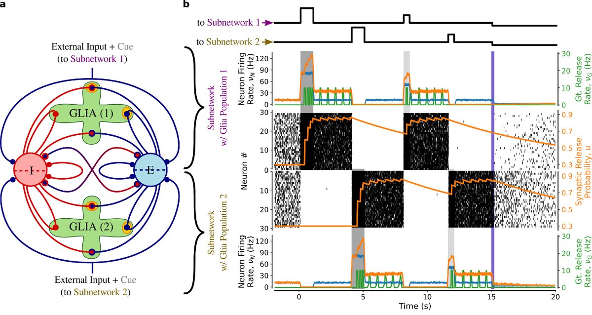 m_depitta's tweet image. 5/6: #Astrocytes shape #clusters and number of memory-encoding #neuralpatterns. Take a random neuron-glial network and introduce some structure-splitting astrocytes into two disjointed populations. Neurons can be made to fire in distinct #ensembles that encode different memories.