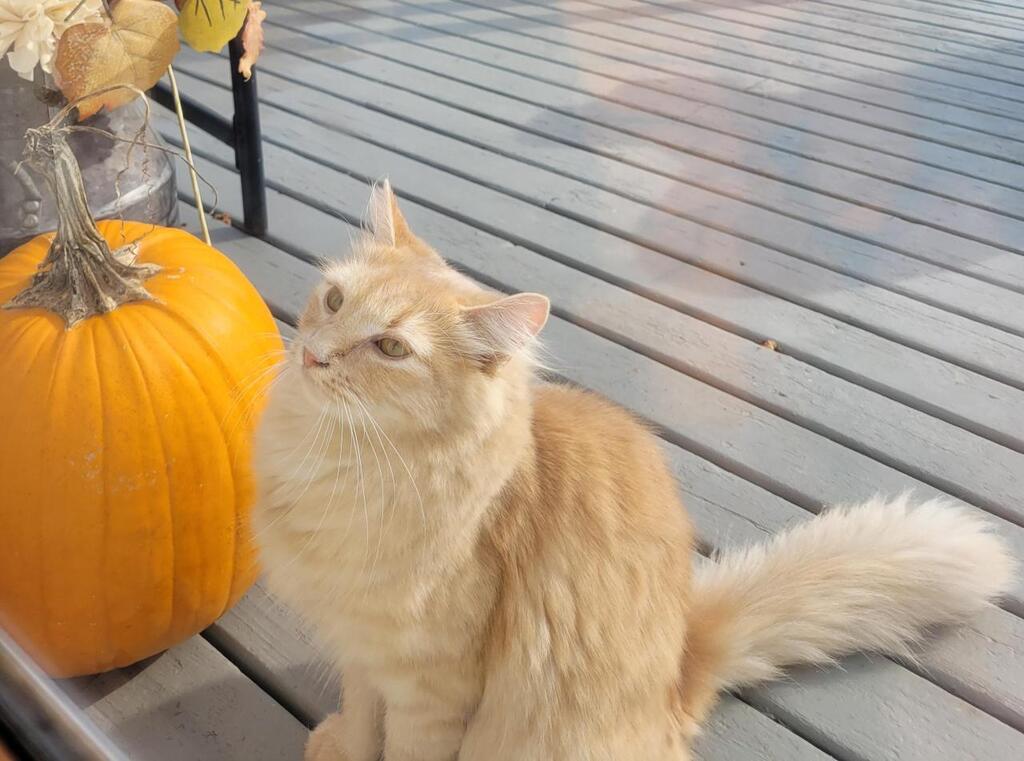 Cute Animal Pictures tweet media