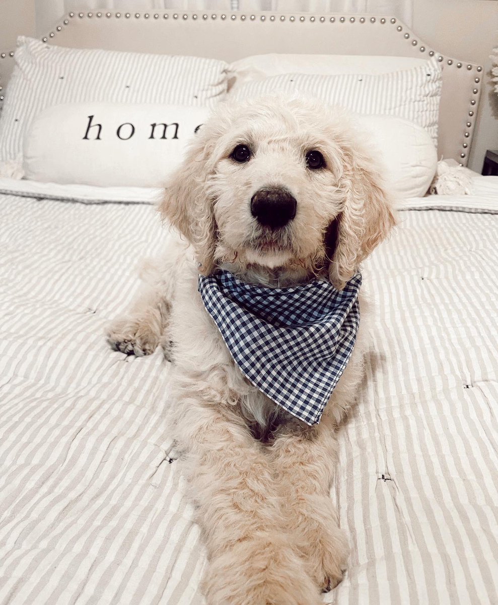 kkarmstrong15's tweet photo. ruff ruff livin!!🐾 https://t.co/Ckt2q5ZwsC