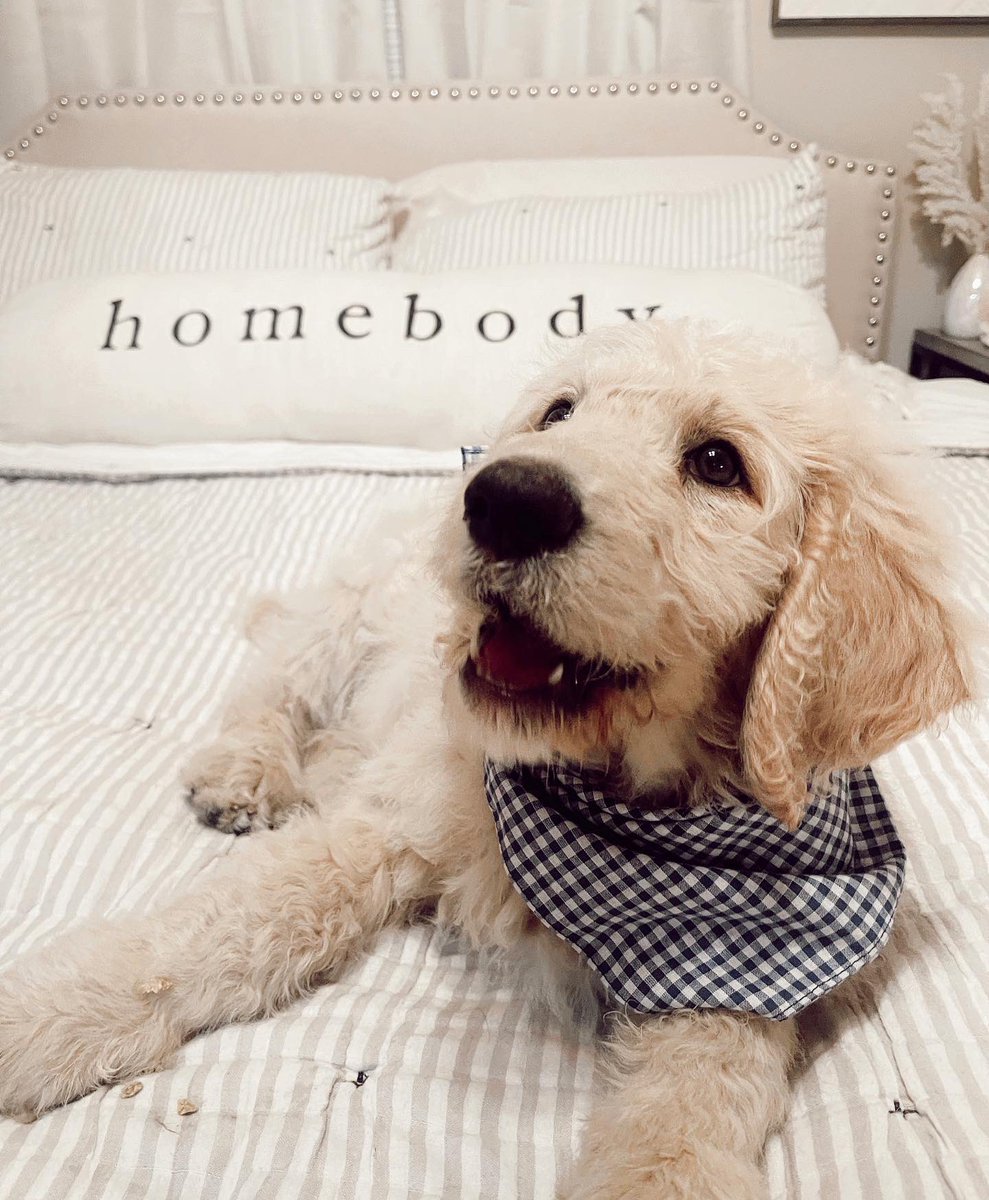 kkarmstrong15's tweet photo. ruff ruff livin!!🐾 https://t.co/Ckt2q5ZwsC
