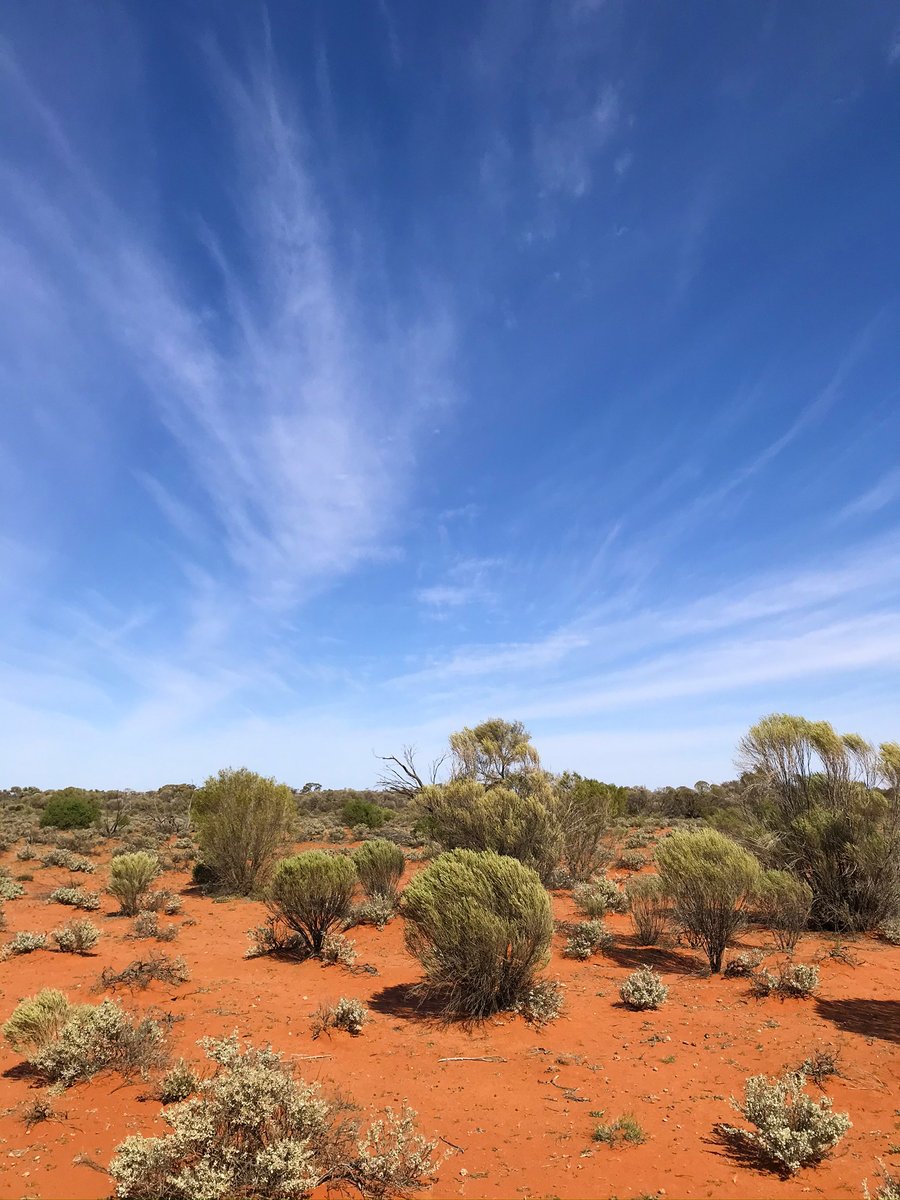 DEM_sagov's tweet photo. Ever wondered why sand in #CentralAustralia is red? Well the outer coating of each grain of #sand contains some #iron which has oxidised(rusted). This is the same for red rocks in the same location each have been coated with iron! Learn more about #ironore https://t.co/RBBnzPUOln https://t.co/n5xUL6nd0r