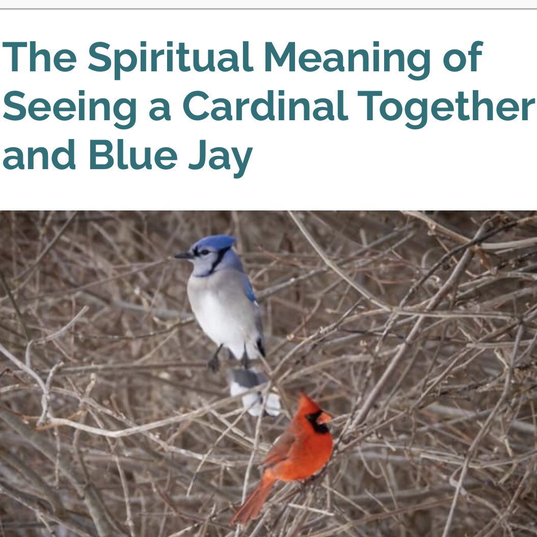 Stand4Patient's tweet photo. The spiritual meaning of seeing a #bluejay and #cardinal together is #optimistic, and you can expect good luck and prosperity when you are there for their golden encounter. ❤️ while we miss #FlatSharon and our dad, we know they are around. https://t.co/9Y2USmLIpS