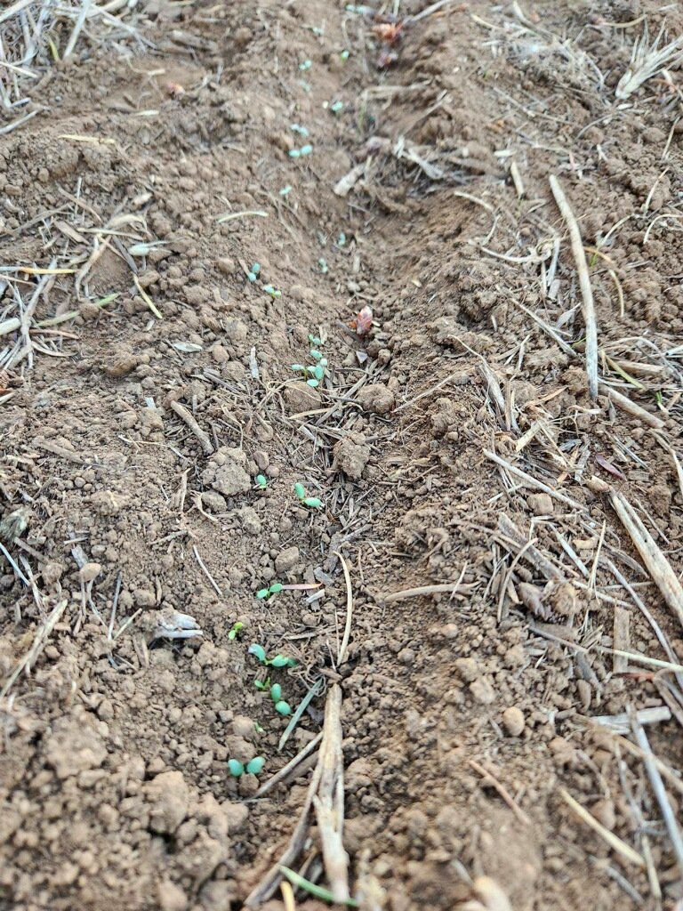 Jerry Hall tweet media