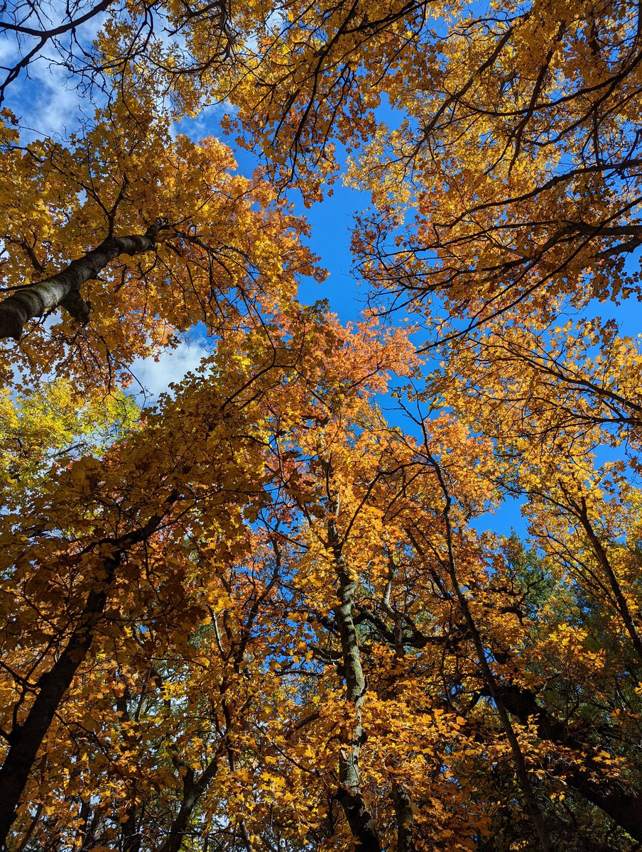EricDoBrokaWX's tweet photo. Annual trip to 4th of July canyon in the Manzano Mountains didn't disappoint!!
#exploreNM #AutumnVibes https://t.co/J2riKbgtPV