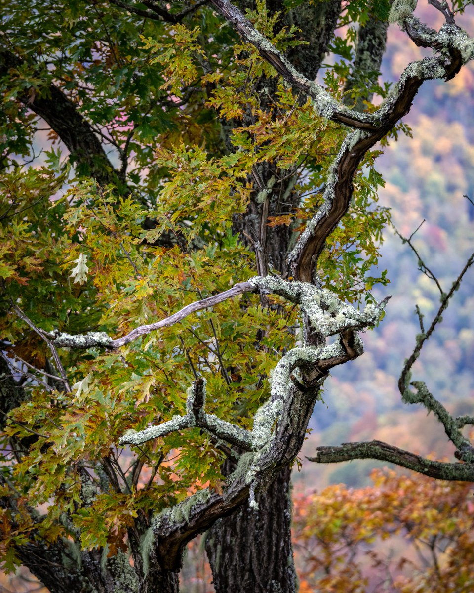 HeavyNature's tweet image. Fall Chaos...