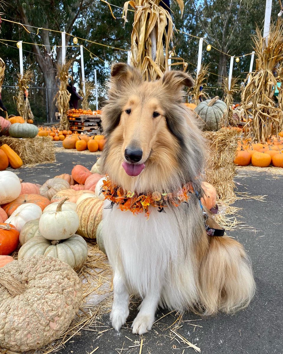 It's pumpkin spice lassie season!