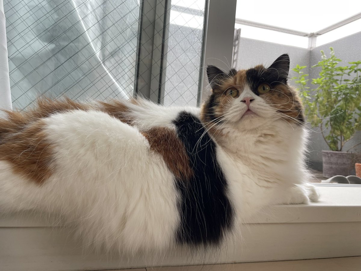 CatTuber_Lyon's tweet photo. もふっふっふ https://t.co/igJs359woj