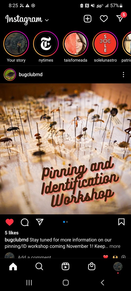 umdeso's tweet photo. #umd Students, umd #BugClubMD is hosting a pinning party Nov 1st led by 2 #Entomology grad students! DM @BugClubMD on instagram for more info π¦ππͺ³π https://t.co/Qz5YlQsm13