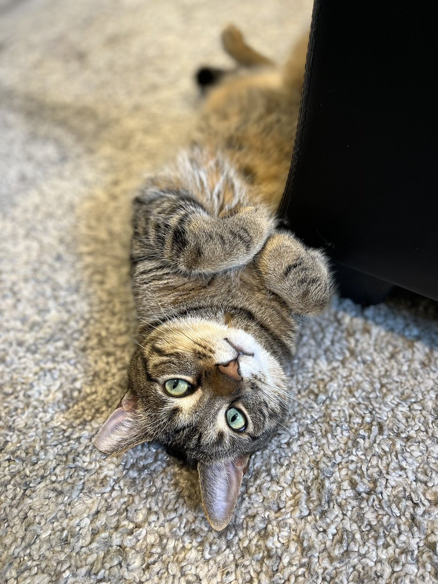 JSL__PharmD's tweet photo. @tmjones6 @SIDPharm #PetsofSIDP Oliver in portrait mode https://t.co/aMp6Q3tw25
