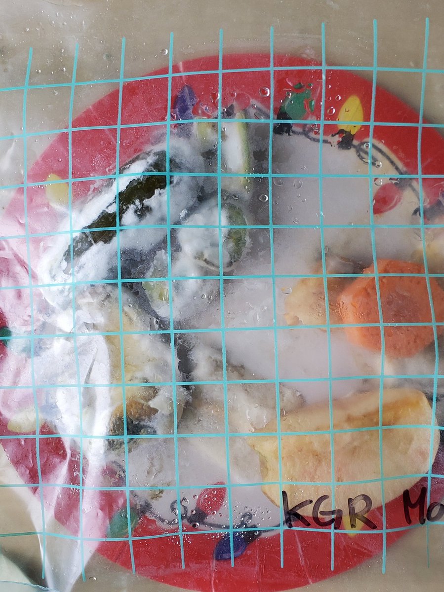 MissS_Classroom's tweet photo. Yesterday was our final day growing #mold! The students created a "mold terrarium" to grow and watch decomposers do their thing!
🪱🦠🍎🥒🍞 https://t.co/OEjE6kd9oy