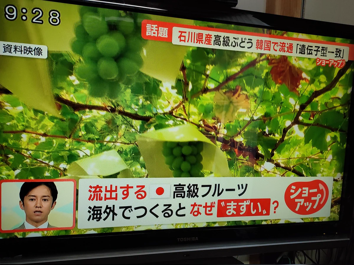 日本の技術は真似できん！日本のシャインマスカットは外国で栽培しても不味かった…。