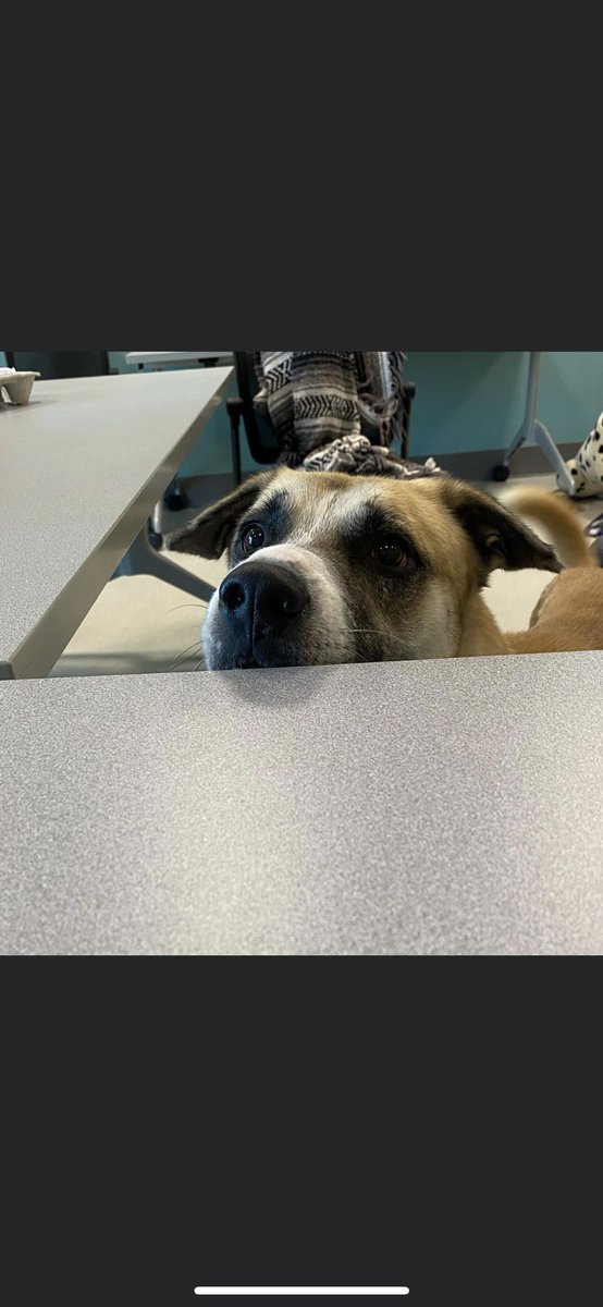 wiljdson's tweet photo. @ChrisEvans my local shelter has a dog that looks like it could be the brother of your dog. New family member maybe??? @EgAnimal https://t.co/cYek9klj8x