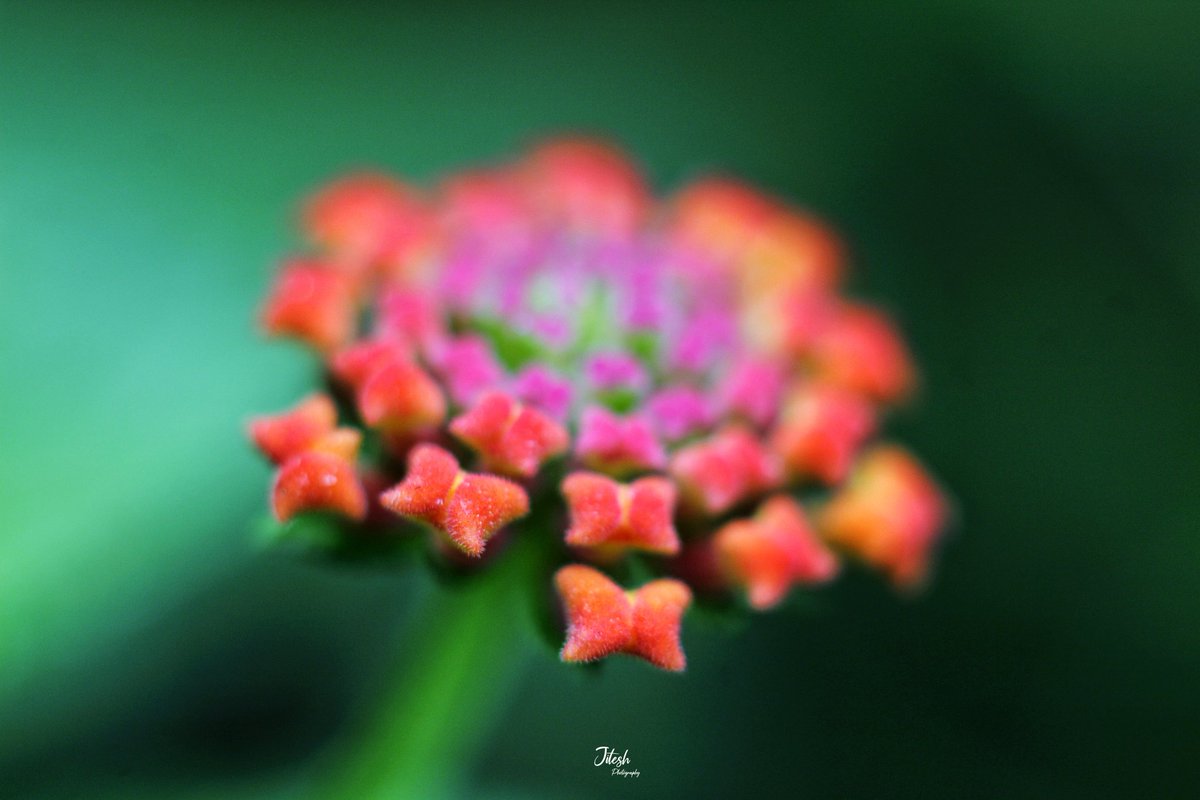 jitesh_bisht5's tweet photo. Lantana๐ฟ๐
#macromood #topmacro #topnature #macrocaptures #canonindia_official #rawmacro #rawflowers #rawallnature #indianwildlifeofficial #luv4ourforests #luv4nature https://t.co/gJQ1Pytpaj