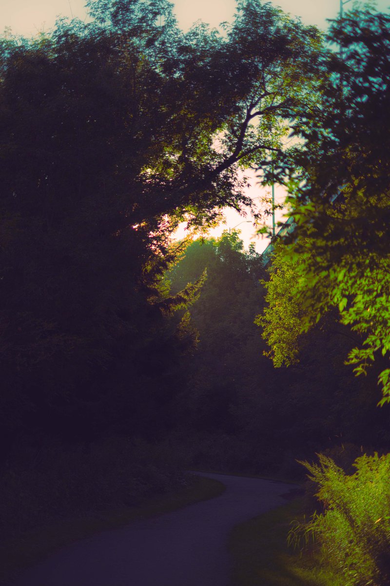 BknVisual's tweet photo. Exploring a forest near home: https://t.co/aB2Npk8cv4