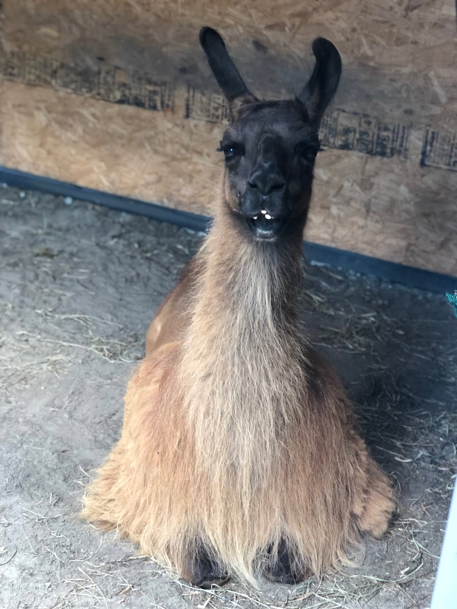 Goldie… you will forever be a part of us.  We hope we gave you better than you had before us.