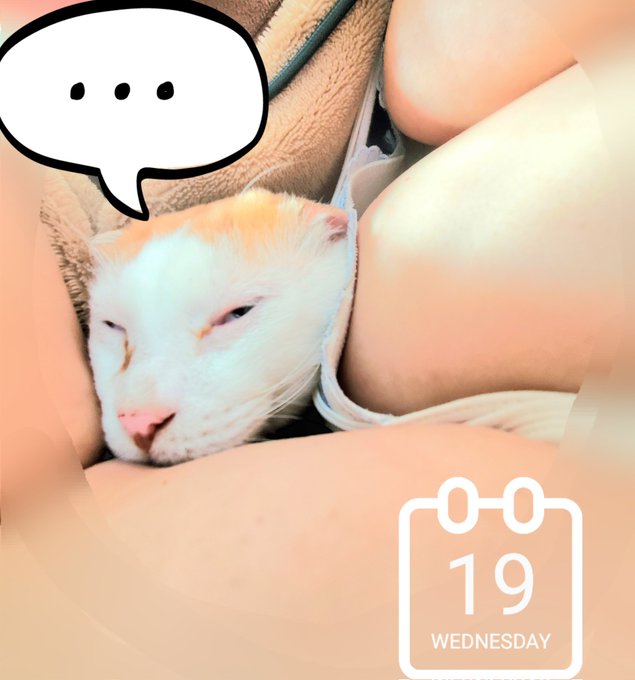 おはようございます！これから仕事です。この場所がお気に入りなうちの子です。ブサイな、この写真笑 私もあったかい(*^^*) https://t.co/btMSINR07t<a href="/tag/%EF%BE%93%EF%BE%86%EF%BE%80%EF%BD%B0"class="tags"><span>#ﾓﾆﾀｰ</span></a>