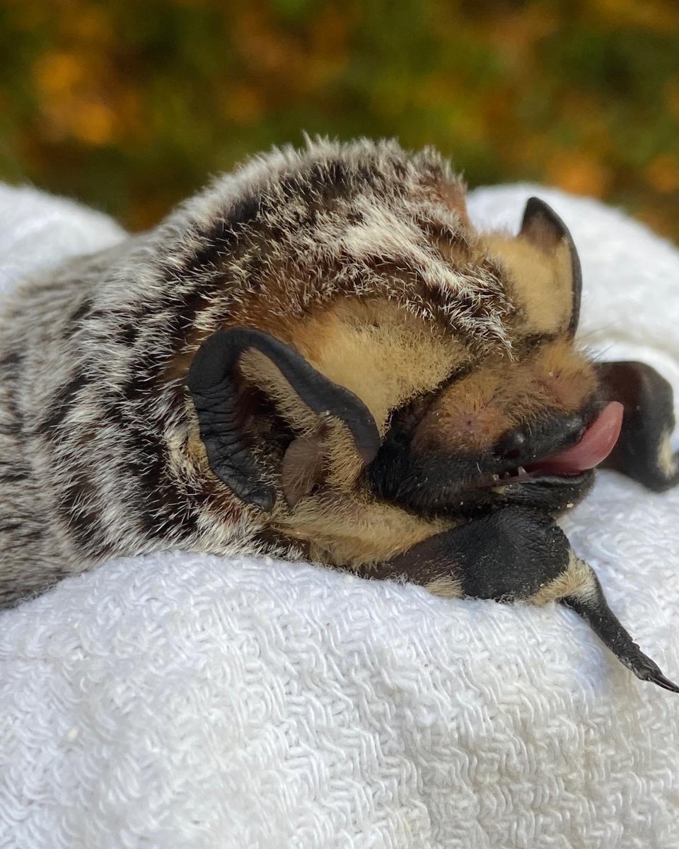 pabatrescue's tweet photo. The cutest little tongue belongs to Zeus ❤️ with little mealworm “crumbs” 😂

#pabatrescue #savepabats #lasiuruscinereus #hoarybat https://t.co/3nmWbaSn0m