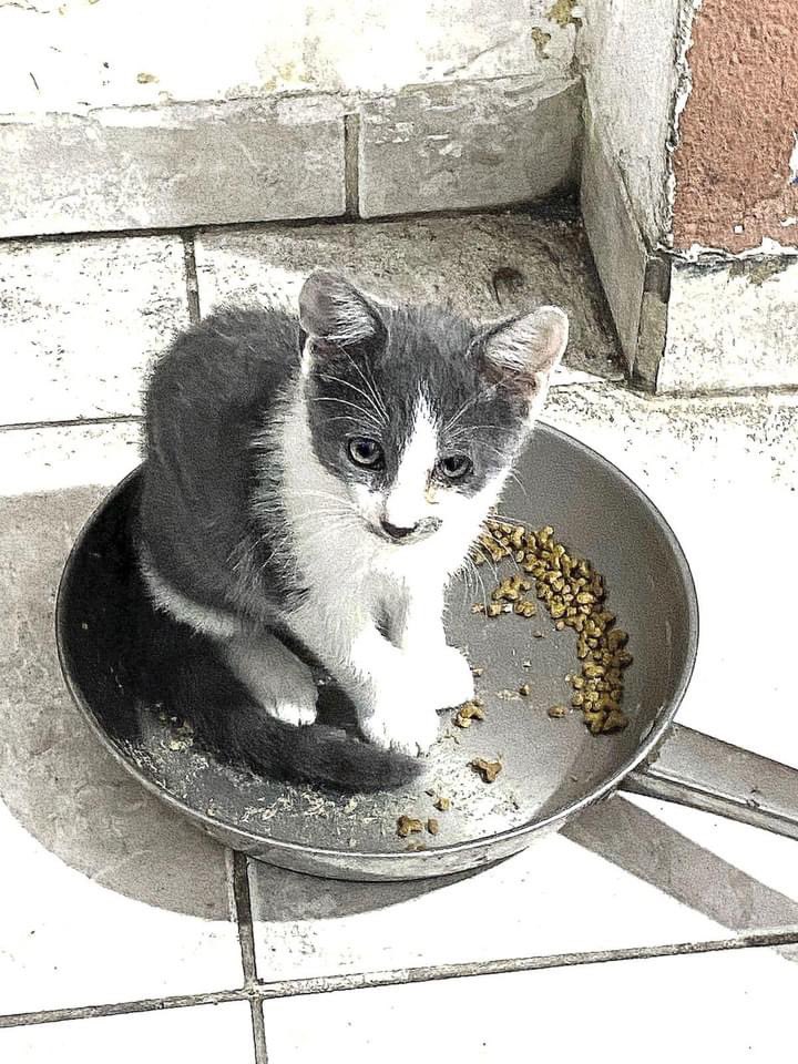 Cat universe (@catuniverse9cat) on Twitter photo 