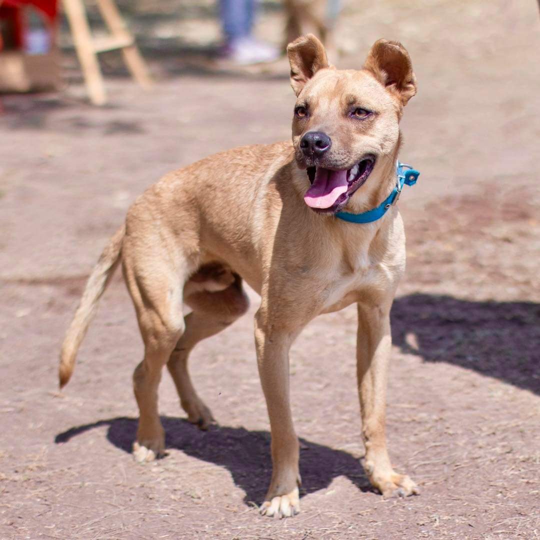 elcampito's tweet photo. ZUMO EN ADOPCIÓN!🧡
Nuestro querido camperito ingresó con todo su cuerpo quebrado.
Tuvo que atravesar una cirugía muy compleja, le colocaron 12 clavos en total. 
Hoy disfruta de la vida con alegría.
Si sos la familia que Zumito merece escribinos a adoptantesdelcampito@gmail.com🧡 https://t.co/mDXOIja20I