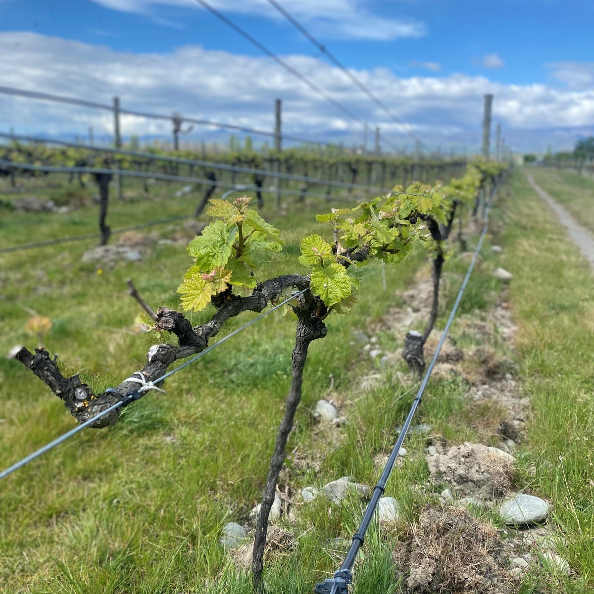 It is the best time of year here at Framingham Estate (well there are a few time of year we love, this is definitely one!).  Buds are bursting around the vineyard.  The Estate back Rizza is looking super duper...#budburst2022 #classicriesling #oldvineriesling #framinghamwines