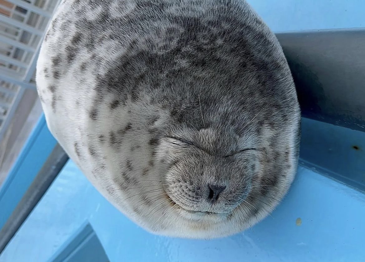 animalorbit's tweet photo. Sleepy #seal pups!!
#marinelife #sea #ocean #marine #aquatic #sleep https://t.co/rPWH7rlTNL
