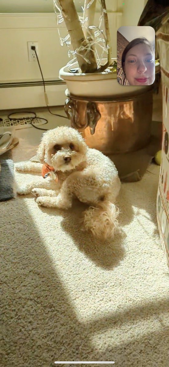 jill_kaplan's tweet photo. @jamiattenberg this is Momo https://t.co/ZcvuP653TW