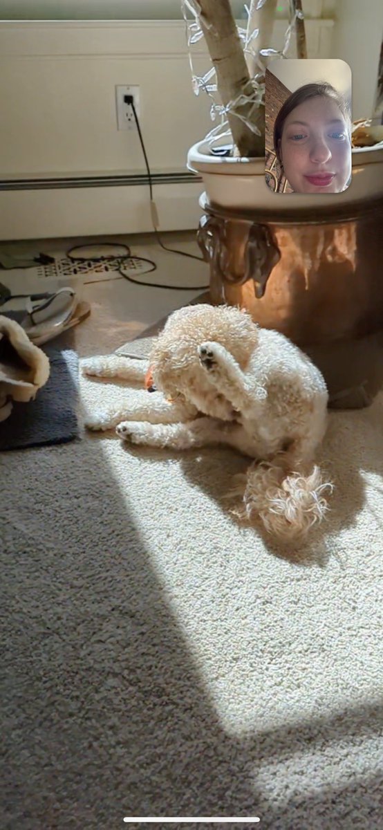 jill_kaplan's tweet photo. @jamiattenberg this is Momo https://t.co/ZcvuP653TW