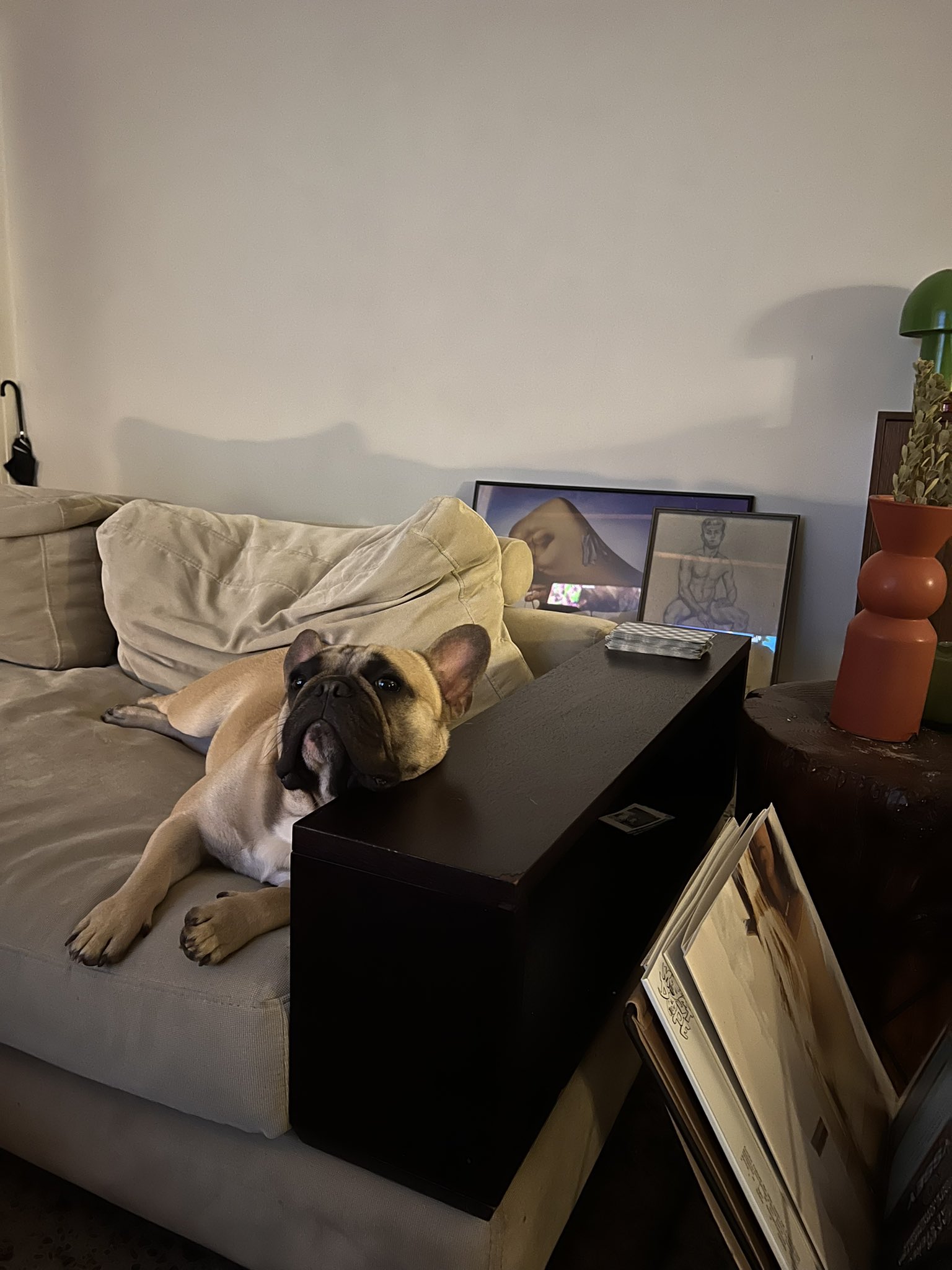 1-aussie-top-on-twitter-who-does-my-dog-think-he-is-lol-https-t-co
