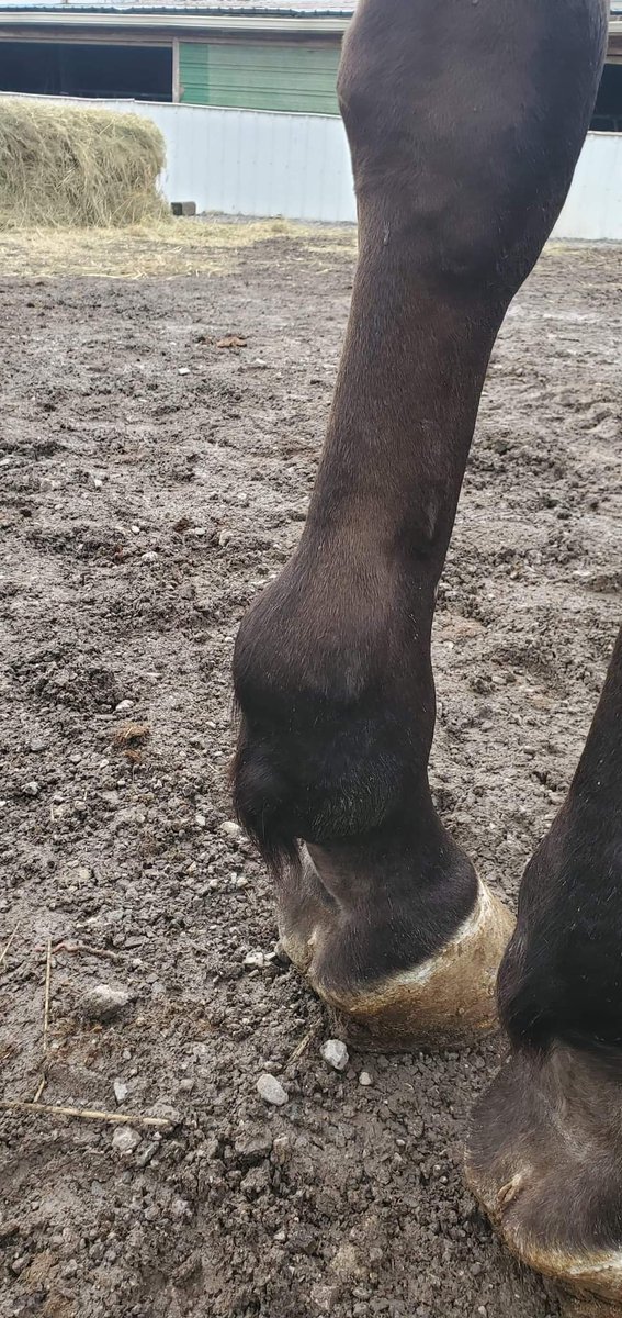 SHIPS this SUNDAY for SLAUGH-TER, 10/23. Only 10 yo, may have been kicked, has a swollen leg...PLEASE HELP, SHARE, DONATE on any of the links, every dollar helps:
paypal.com/invoice/p/#D46…
paypal.com/invoice/p/#AY6…
or at adoptahorse.org
ROCKIN IN PARADISE earned over $86k