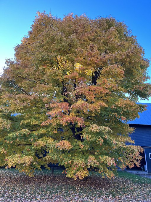 Fall color at sunset&hellip; https://t.co/5rDlf44WD9<a href="/tag/tbt"class="tags"><span>#tbt</span></a><a href="/tag/photography"class="tags"><span>#photography</span></a><a href="/tag/actor"class="tags"><span>#actor</span></a><a href="/tag/actorslife"class="tags"><span>#actorslife</span></a><a href="/tag/headsho"class="tags"><span>#headsho</span></a>